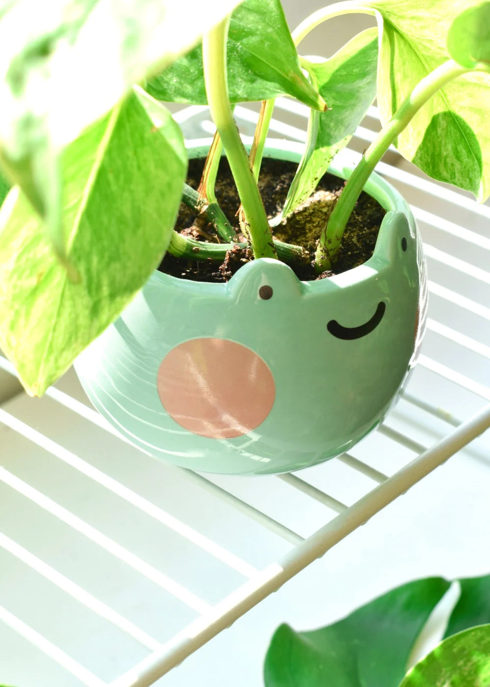 ShopZoki • Ebbo Frog Ceramic Planter